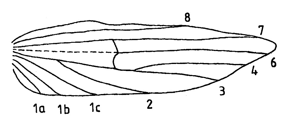 Hindwing with venation of Endrosis sarcitrella (Oecophoridae).